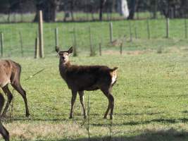 Red Deer on a farm in North-East Victoria - Captured at VIC.