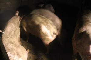 Sows living in filthy conditions - Captured at Glasshouse Country Farms, Beerburrum QLD Australia.