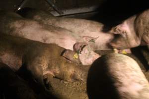 Sows in group housing - Captured at Glasshouse Country Farms, Beerburrum QLD Australia.