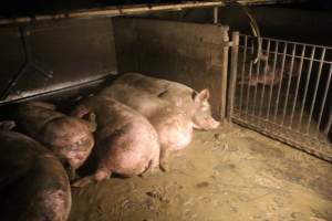 Sows in group housing - Captured at Glasshouse Country Farms, Beerburrum QLD Australia.