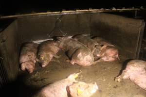 Sows resting in group housing - Captured at Glasshouse Country Farms, Beerburrum QLD Australia.