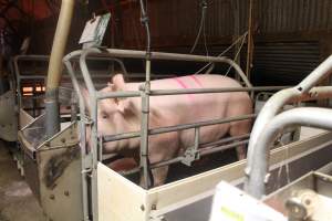 Sow standing up in crate - Captured at Glasshouse Country Farms, Beerburrum QLD Australia.