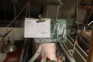 Clipboard with the sows details - Captured at Glasshouse Country Farms, Beerburrum QLD Australia.