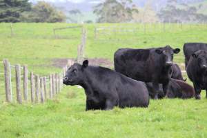 A Bull struggling to stand - An Angus Bull trying to stand up on a farm in Gippsland, Victoria, Australia.