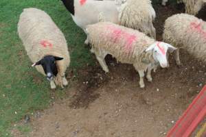 Sheep spray painted 1 - Captured at Warwick Saleyards, Bracker Road, Morgan Park QLD.