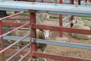 Sheep in holding pens - Captured at Warwick Saleyards, Bracker Road, Morgan Park QLD.