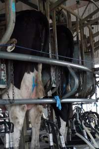 Dairy cows - Captured at Caldermeade Farm, Caldermeade VIC Australia.