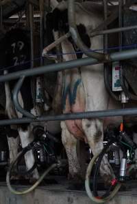 Dairy cows - Captured at Caldermeade Farm, Caldermeade VIC Australia.