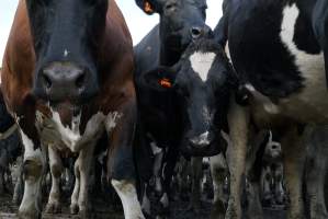 Dairy cows - Waiting to be milked - Captured at Caldermeade Farm, Caldermeade VIC Australia.
