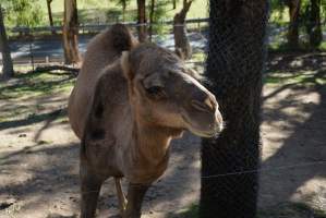 Camel at Gorge Wildlife Park - Captured at Gorge Wildlife Park SA, SA.