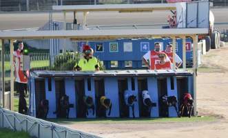Greyhounds leave the starting boxes at the Maitland racetrack in NSW.