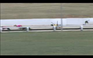 Greyhounds fall while racing in Canberra, ACT.