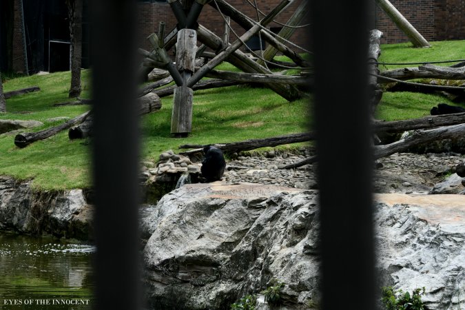 Chimpanzee - Chimpanzee - Captured at Taronga Zoo, Mosman NSW Australia.