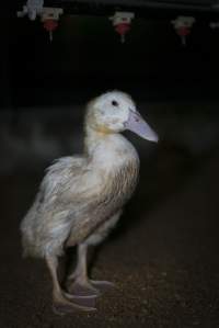 Australian duck farming - Captured at Luv-a-duck grower sheds, Nhill VIC Australia.