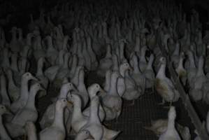Australian duck farming - Captured at NSW.