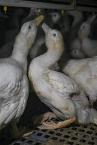 Australian duck farming - Captured at NSW.