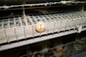 Battery cages - Captured at Daily Fresh Eggs, Lang Lang VIC Australia.