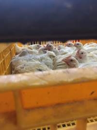 Broilers in crates - Photo by Jaysherrie - Captured at Star Poultry, Keysborough VIC Australia.