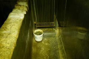 Bucket of bolt gun pellets - Captured at Strath Meats, Strathalbyn SA Australia.