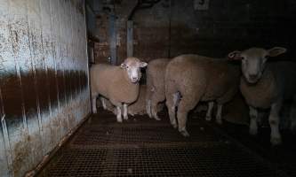 Sheep in holding pens - Captured at Strath Meats, Strathalbyn SA Australia.