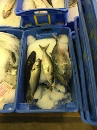 Captured at Sydney Fish Market, Pyrmont NSW Australia.
