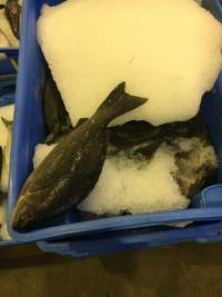 Captured at Sydney Fish Market, Pyrmont NSW Australia.