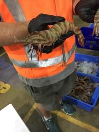 tiger prawn - Captured at Sydney Fish Market, Pyrmont NSW Australia.