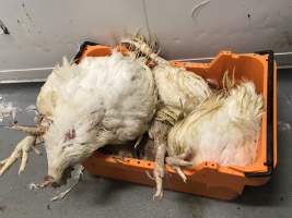 Captured at Golden Cockerel Poultry Abattoir, Mount Cotton QLD Australia.