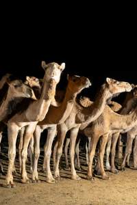 Camels in Holding Pen - Captured at Peterborough Abattoir, Peterborough SA Australia.