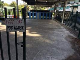 Wentworth Park Greyhounds - Behind the starting boxes. - Captured at Wentworth Park, Glebe NSW Australia.