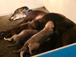 Racing Greyhound Puppies - Greyhound puppies and their Mum in a whelping box.