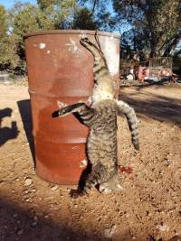 Wild Cat - A wild cat has been shot by a hunter.