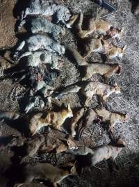 Wild Cats and Foxes - A hunter has taken a photograph of the animals he killed in a single night: 7 cats and 9 foxes. These animals were killed in SA.