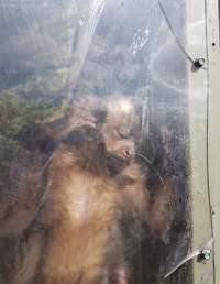 Capuchin held in caged area with limited space; perspex is cracked and clouded. - Captured at Zoodoo Zoo, Tea Tree TAS Australia.