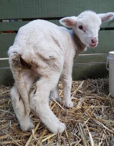 Lamb in petting nursery, showing signs of discomfort due to banding of tail (docking). Facility claims she was 