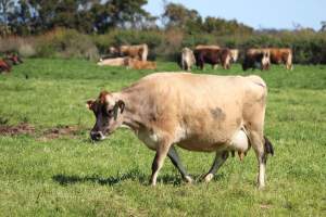 Dairy Cow at Caldermeade - Captured at Caldermeade Farm, Caldermeade VIC Australia.