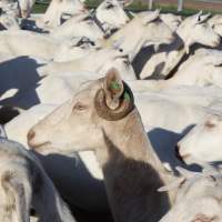 Gippy Goat - Captured at Gippy Goat Dairy, Yarragon VIC Australia.