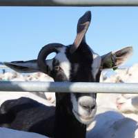 Gippy Goat - Captured at Gippy Goat Dairy, Yarragon VIC Australia.