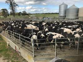 Milking Herd at Caldermeade - Captured at Caldermeade Farm, Caldermeade VIC Australia.