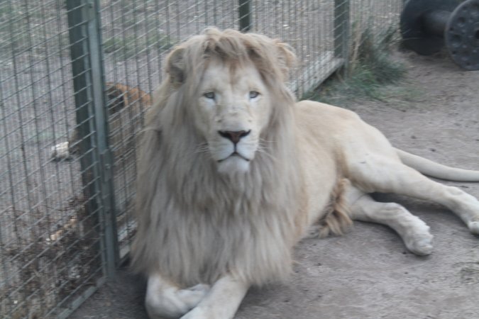 Male lions on opposite sides of a cage. Unable to lay and interact. - Captured at ZooDoo, TAS.