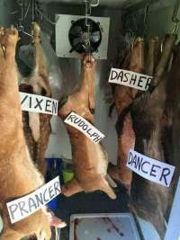 Wild Deer Hunting in SE Australia - A hunter thought it would be funny to label the deer he had killed, decapitated and hung in a chiller box.