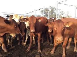 Cattle in pen - Monto Cattle & Country Saleyards
https://montocattleandcountry.com.au/monto-cattle-country-saleyards/ - Captured at Monto Cattle & Country Saleyards, Monto QLD Australia.