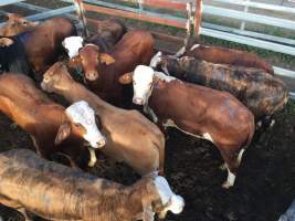 Cattle in pens - Monto Cattle & Country Saleyards
https://montocattleandcountry.com.au/monto-cattle-country-saleyards/ - Captured at Monto Cattle & Country Saleyards, Monto QLD Australia.