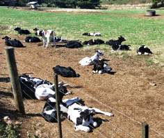Calves - One of two fields of 30 calves each. - Captured at Bream Creek Road, Bream Creek TAS.