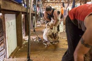 Sheep shearing - The Merino breed, accounting for around 80% of the wool produced in Australia, have been selectively bred to have wrinkled skin resulting in excessive amounts of wool while making them much more prone to flystrike. To reduce soiling and the risk of flystrike for the lambs who make it to summer, their tails are docked or cut off entirely, and they are often mulesed at the same time, which involves cutting off the skin around their buttocks and the base of their tail with metal shears. If the lambs are younger than 6 months, it is legal to do this without any pain relief.

Sheep shearers are paid by the number of sheep shorn, not by the hour, so speed is prioritised over precision, and there is no requirement for formal training or accreditation.

After a few years, when they can no longer produce enough wool to be considered profitable, the sheep are sent to slaughter and sold as mutton, while lambs raised for meat are killed between 4 and 12 months of age, far short of a natural lifespan of 12-14 years.

Approximately 32 million sheep and lambs are killed each year in Australia. - Captured at Madura Station, Madura WA Australia.