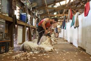 Sheep shearing - The Merino breed, accounting for around 80% of the wool produced in Australia, have been selectively bred to have wrinkled skin resulting in excessive amounts of wool while making them much more prone to flystrike. To reduce soiling and the risk of flystrike for the lambs who make it to summer, their tails are docked or cut off entirely, and they are often mulesed at the same time, which involves cutting off the skin around their buttocks and the base of their tail with metal shears. If the lambs are younger than 6 months, it is legal to do this without any pain relief.

Sheep shearers are paid by the number of sheep shorn, not by the hour, so speed is prioritised over precision, and there is no requirement for formal training or accreditation.

After a few years, when they can no longer produce enough wool to be considered profitable, the sheep are sent to slaughter and sold as mutton, while lambs raised for meat are killed between 4 and 12 months of age, far short of a natural lifespan of 12-14 years.

Approximately 32 million sheep and lambs are killed each year in Australia. - Captured at Madura Station, Madura WA Australia.