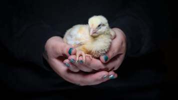 Rescued Broiler Chick - Captured at Hart Road, Lower Light SA.