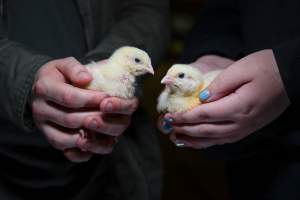 Rescued Broiler Chicks - Captured at Hart Road, Lower Light SA.