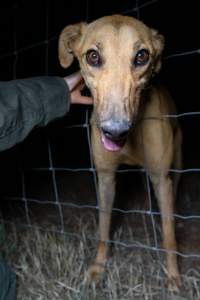 Greyhound - Captured at SA.