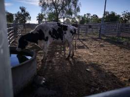 Captured at Hunter Regional Livestock Exchange (HRLX), Clydesdale NSW Australia.